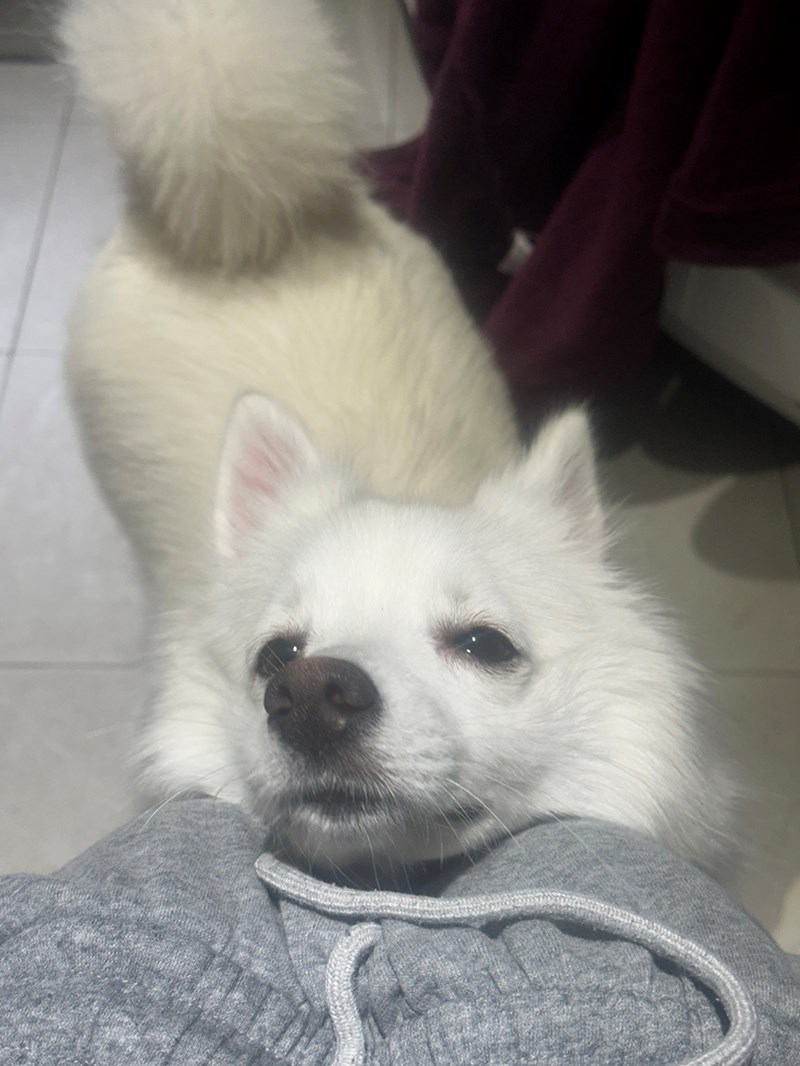 女人知己試用大隊,口碑行銷,部落客行銷,Downy Belly毛肚子,Downy Belly 保濕滋養胺基酸洗毛精,紅球薑淨膚配方,Downy Belly 保濕滋養胺基酸洗毛精-紅球薑淨膚配方,洗品天生防禦力，皮膚天生就很強,除了洗乾淨，其他的真的先不用,胺基酸清潔因子,好的界面活性劑，才能好洗,好沖淨,不易殘留,適量的細緻泡泡,狗貓皆適用,加拿大毒物學家安全把關,100%環保回收料再製瓶器,零廢棄為目標,低敏洗毛精,寵物訓練師好評,Downy Belly毛肚子,Downy Belly 皮膚救急胺基酸洗毛精,IPMP舒緩配方,Downy Belly 皮膚救急胺基酸洗毛精-IPMP舒緩配方,洗品天生防禦力,皮膚天生就很強,除了洗乾淨,其他的真的先不用,胺基酸清潔因子,APG+胺基酸清潔因子,IPMP高安全的成分,好的界面活性劑,才能好洗、好沖淨、不易殘留,適量的細緻泡泡,狗貓皆適用,加拿大毒物學家安全把關,100%環保回收料再製瓶器,零廢棄為目標,低敏洗毛精,寵物訓練師好評